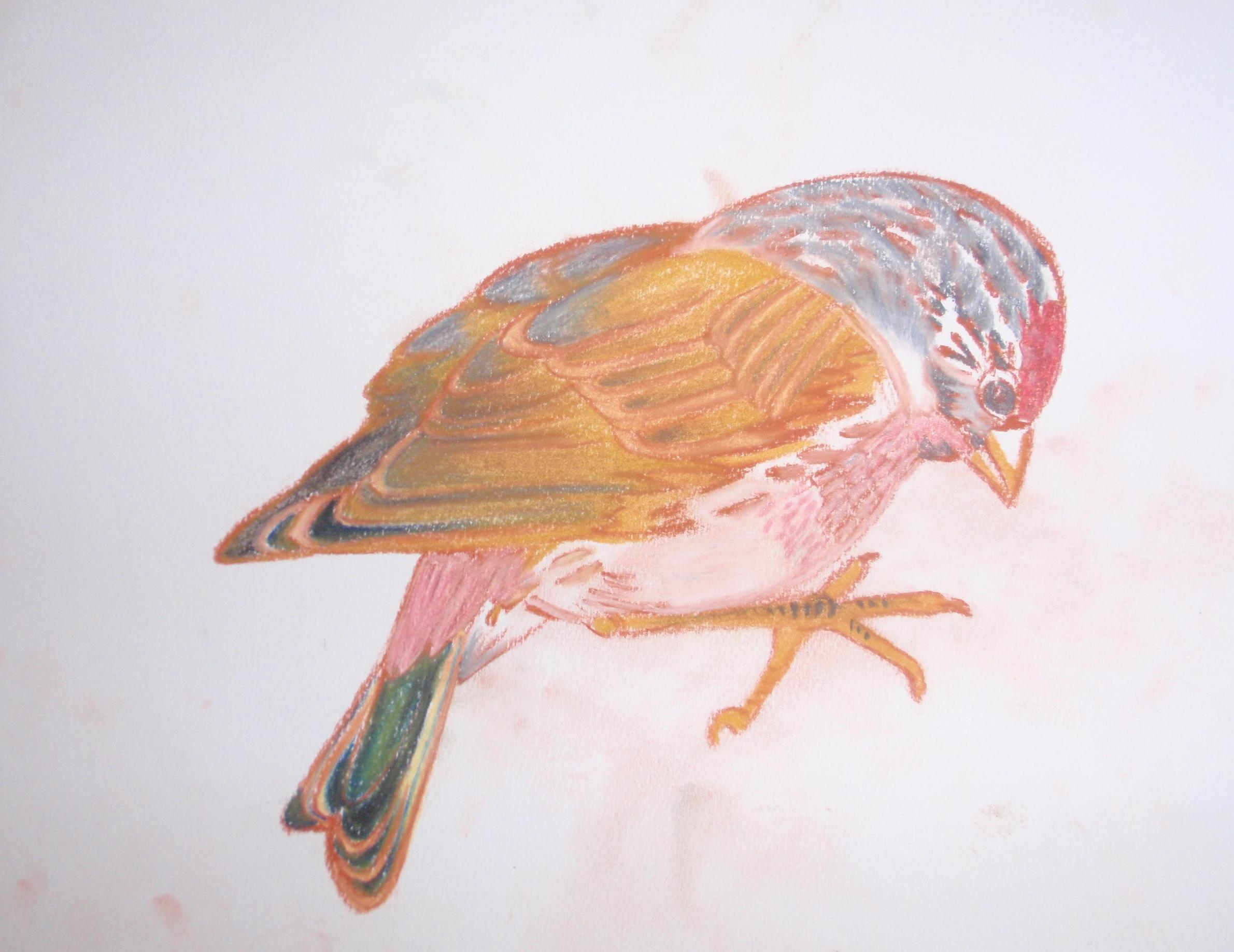 "Sizerin flammé", oiseau dessiné en 2012 à l'Ecole de dessin de la Maison Renaissance à Langres